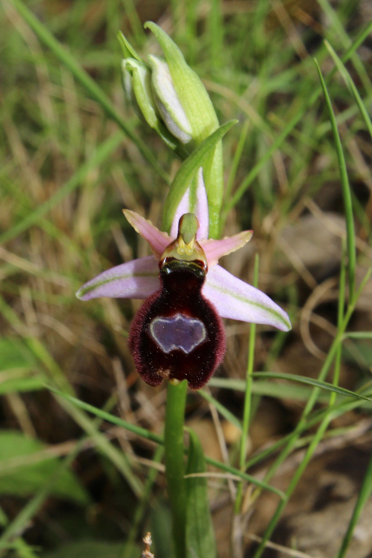 Orchidee dell''Imperiese